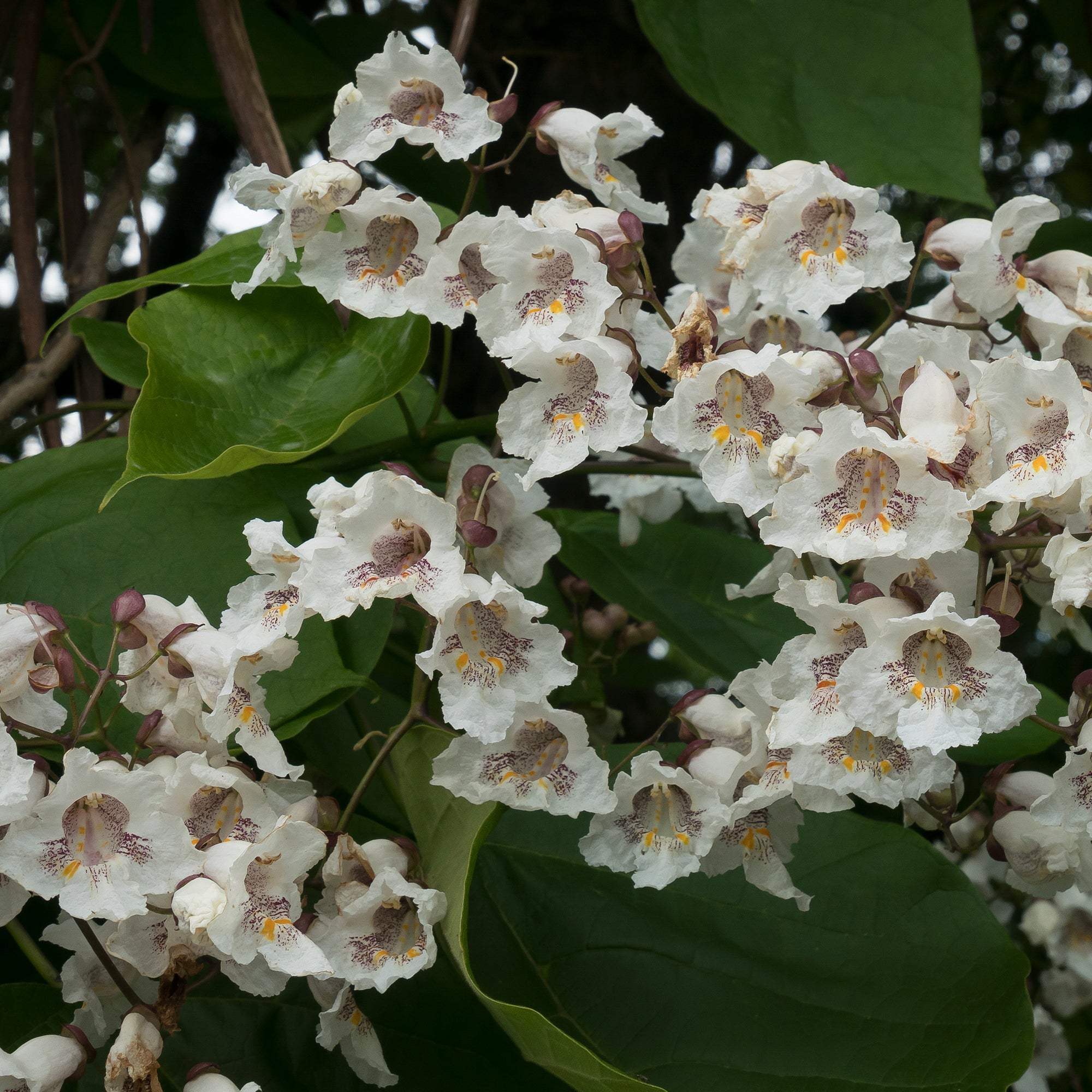 Bakker Catalpa commun racine nue 80-100cm blanc