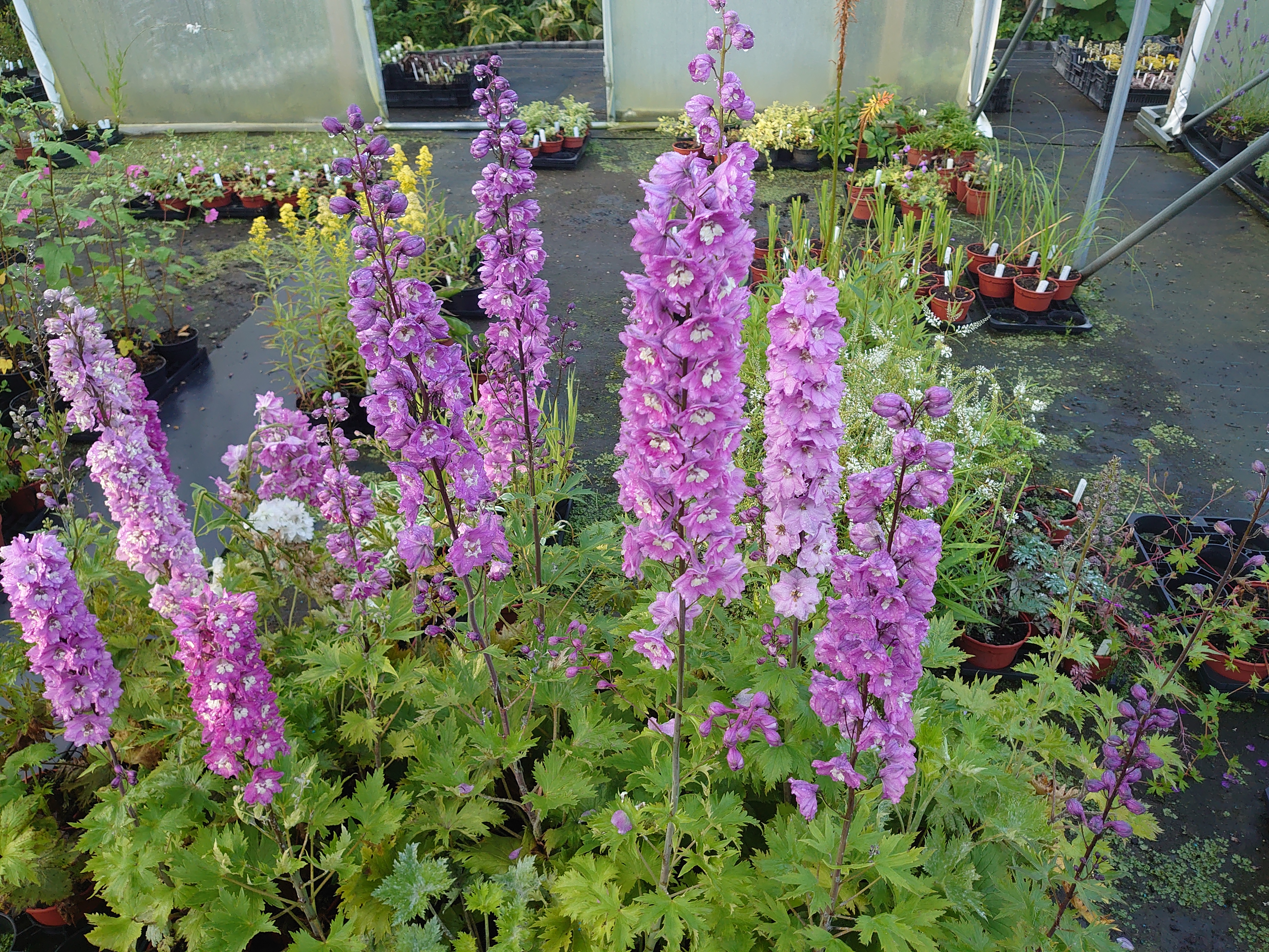 Passion Vivaces Delphinium pied d'alouette plante vivace pot 1L bleu