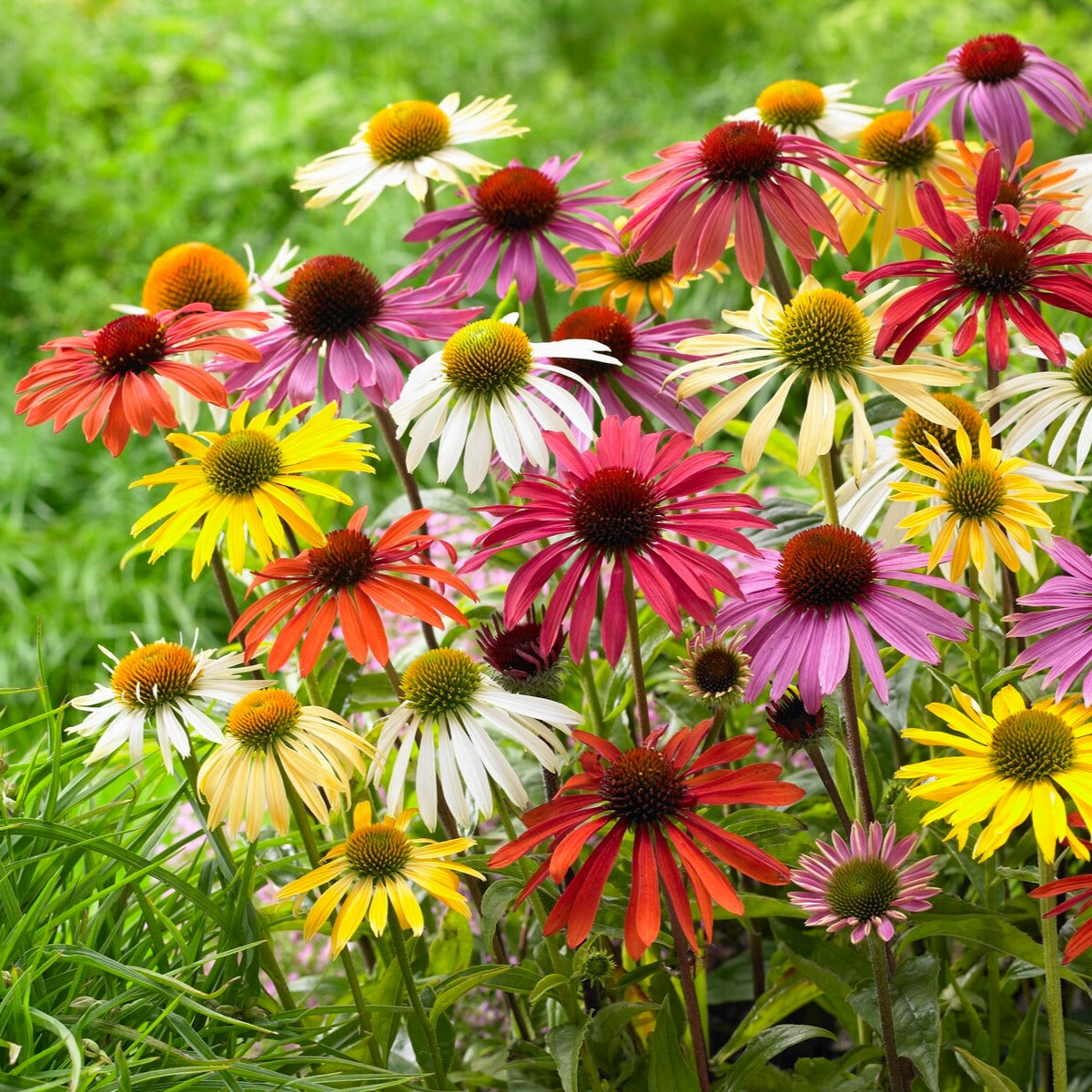 Bakker 5 Marguerites papillon vivaces racines nues mélange