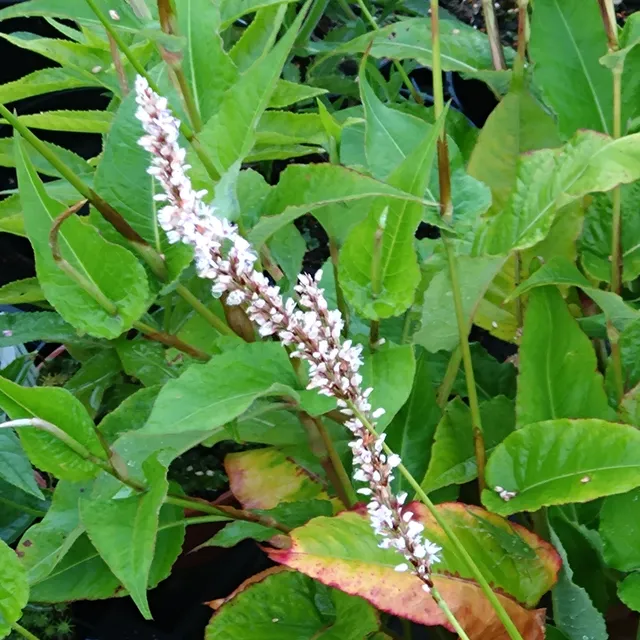 Passion Vivaces Persicaria Fat White plante vivace blanc rosé