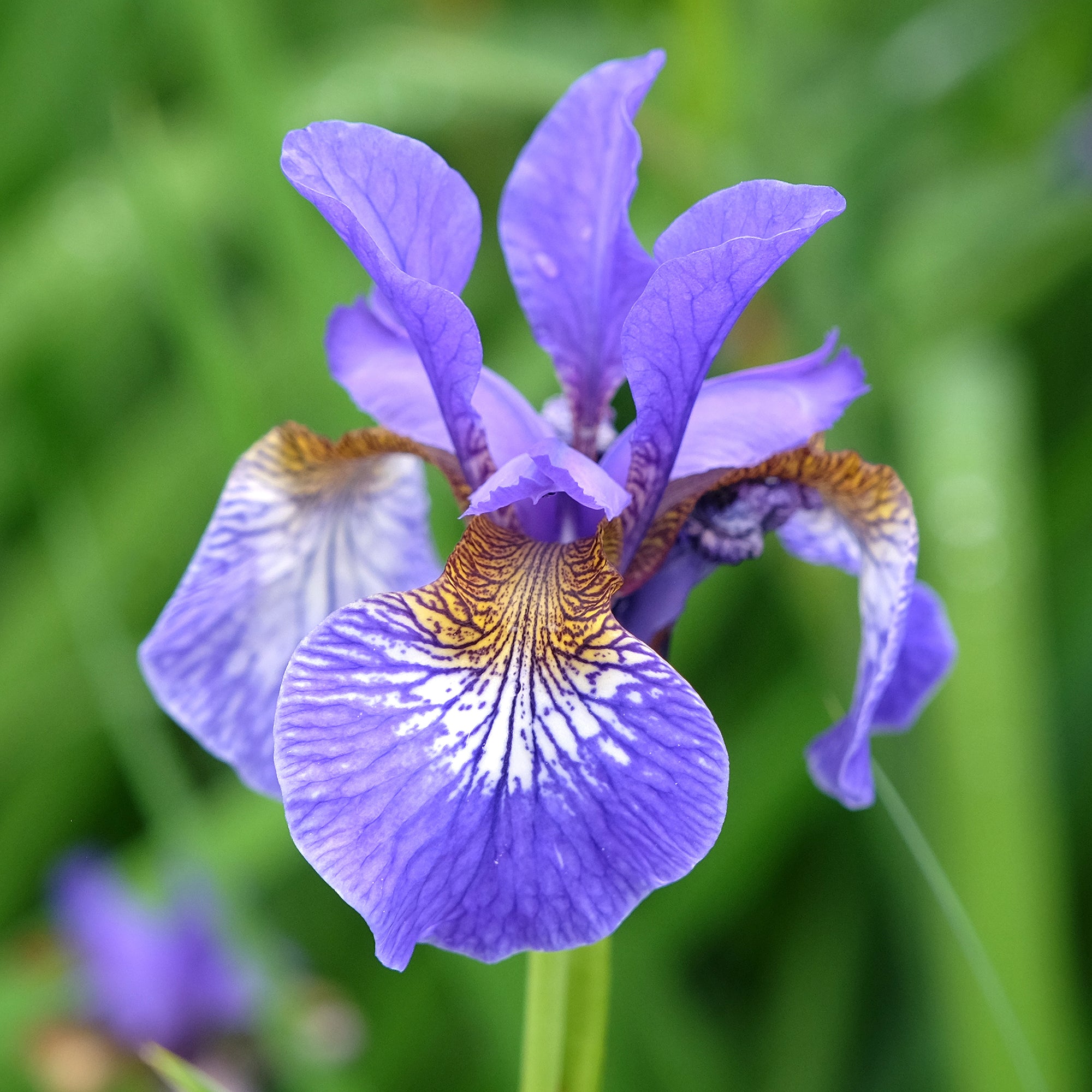 Bakker Iris de Sibérie Iris sibirica plante vivace pot 9cm