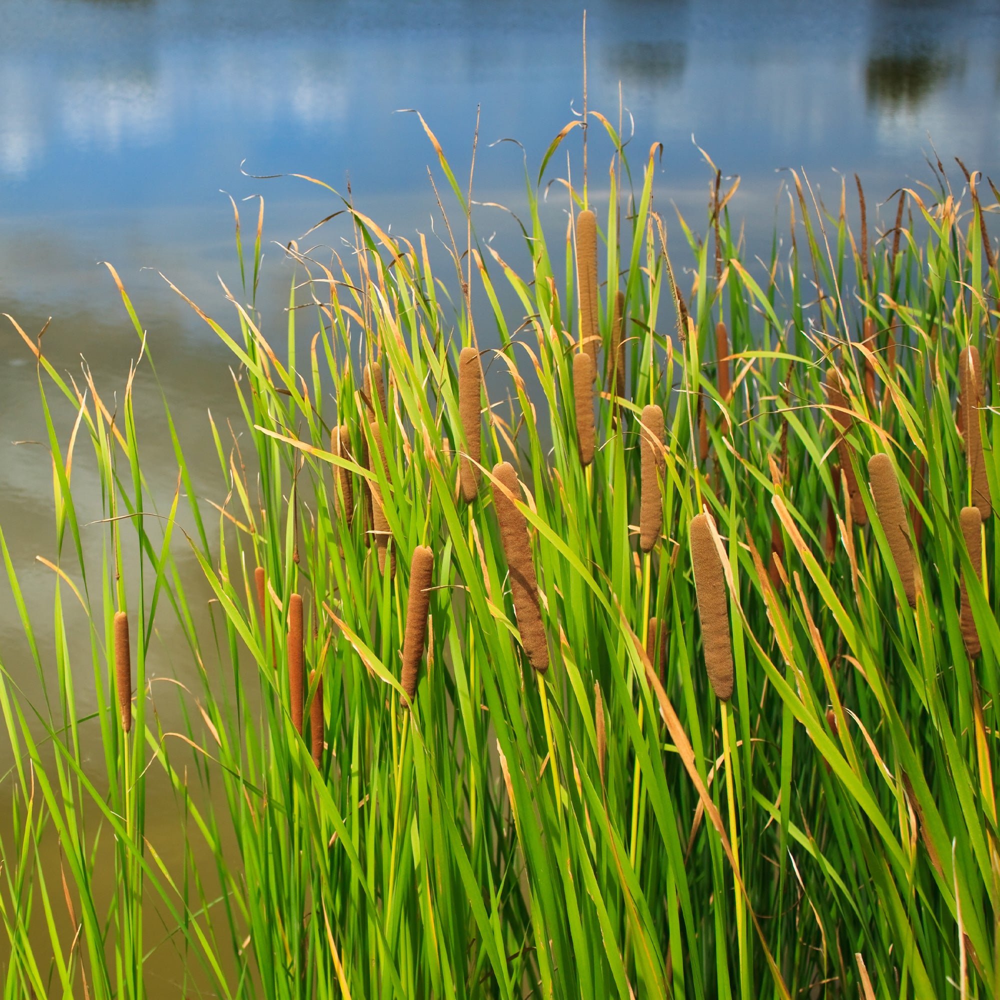 Bakker Massette à feuilles larges plante de bassin pot Ø 9cm