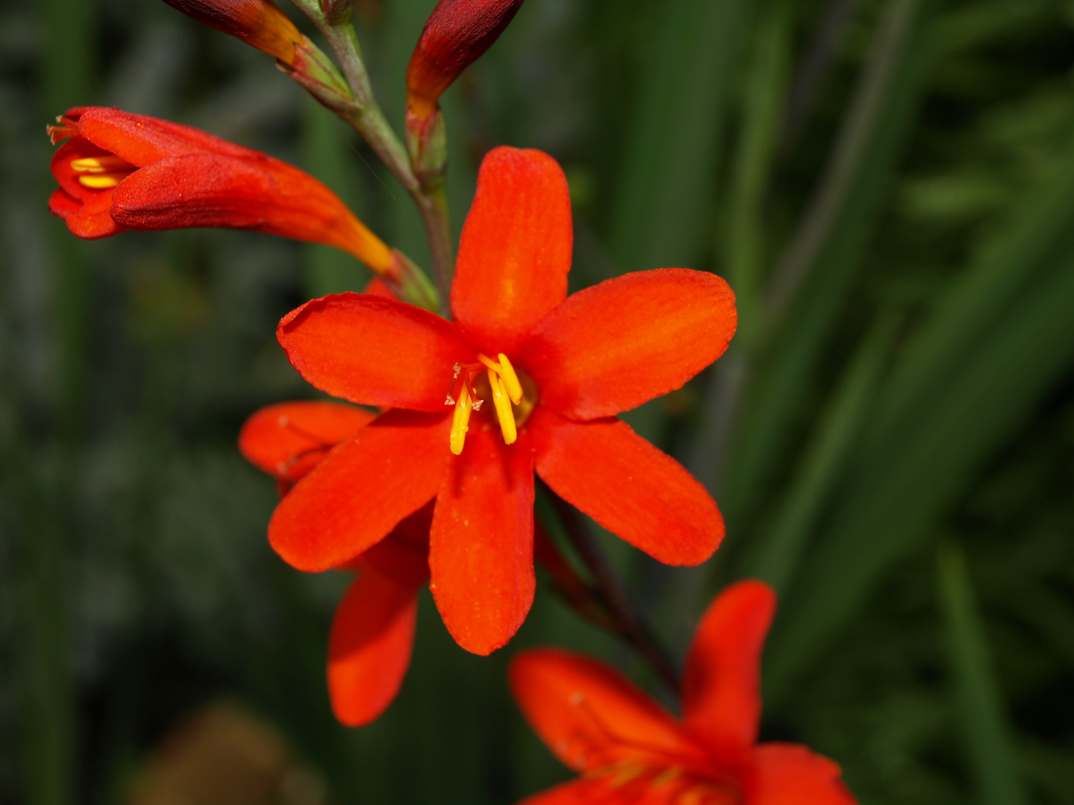 Passion Vivaces Crocosmia Anna Marie plante vivace godet orange