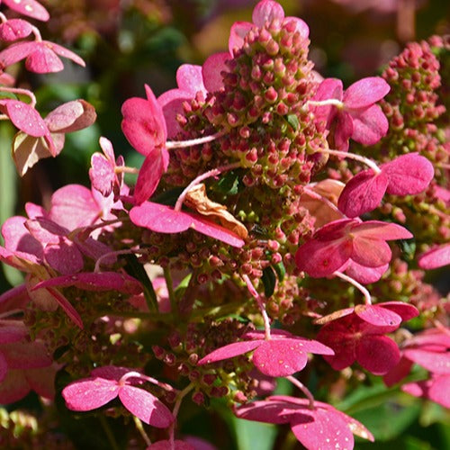 Bakker Prim'Red Hortensia paniculé pot 3L rouge