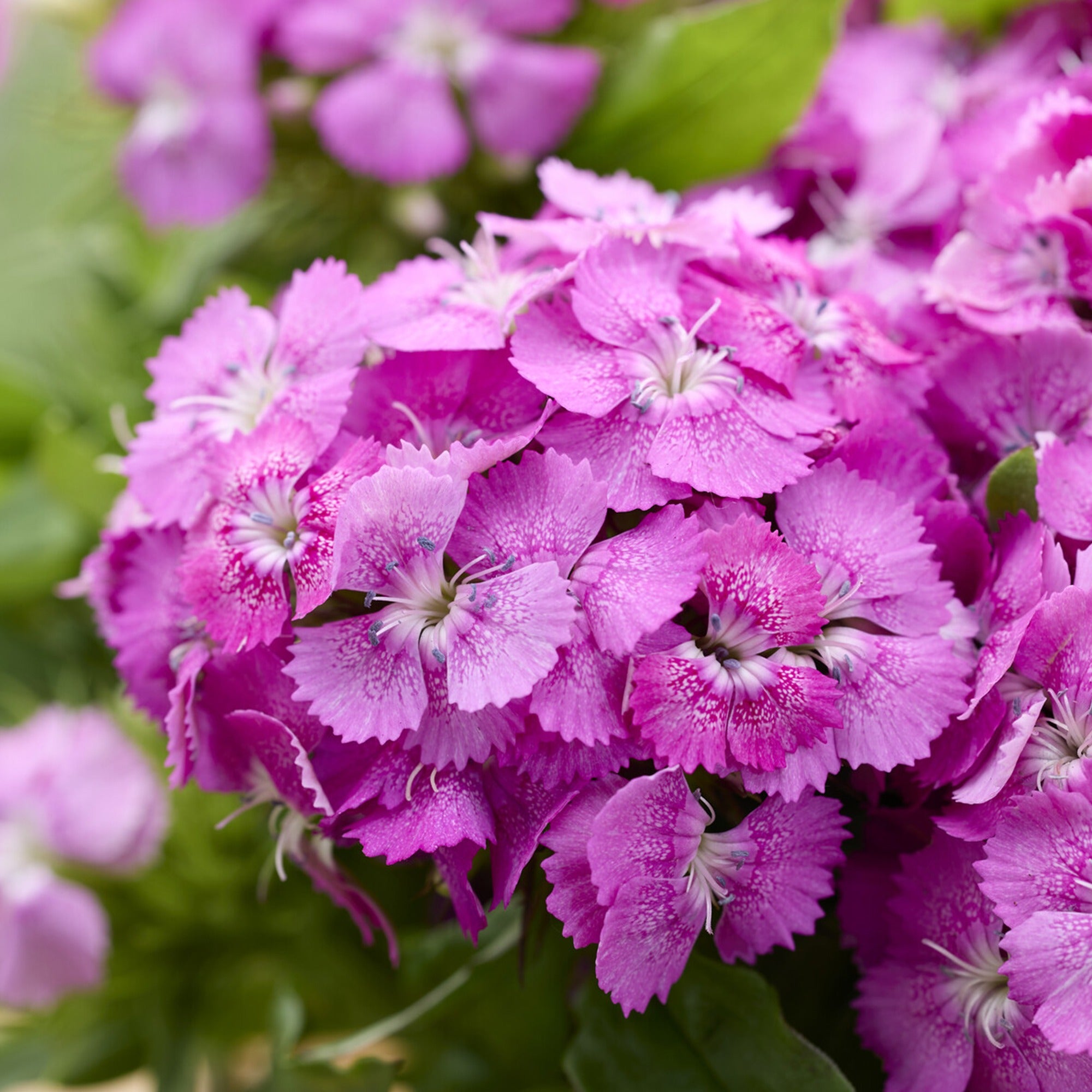 Bakker Œillet Barbarini Pink fleur pot Ø19cm parfumée