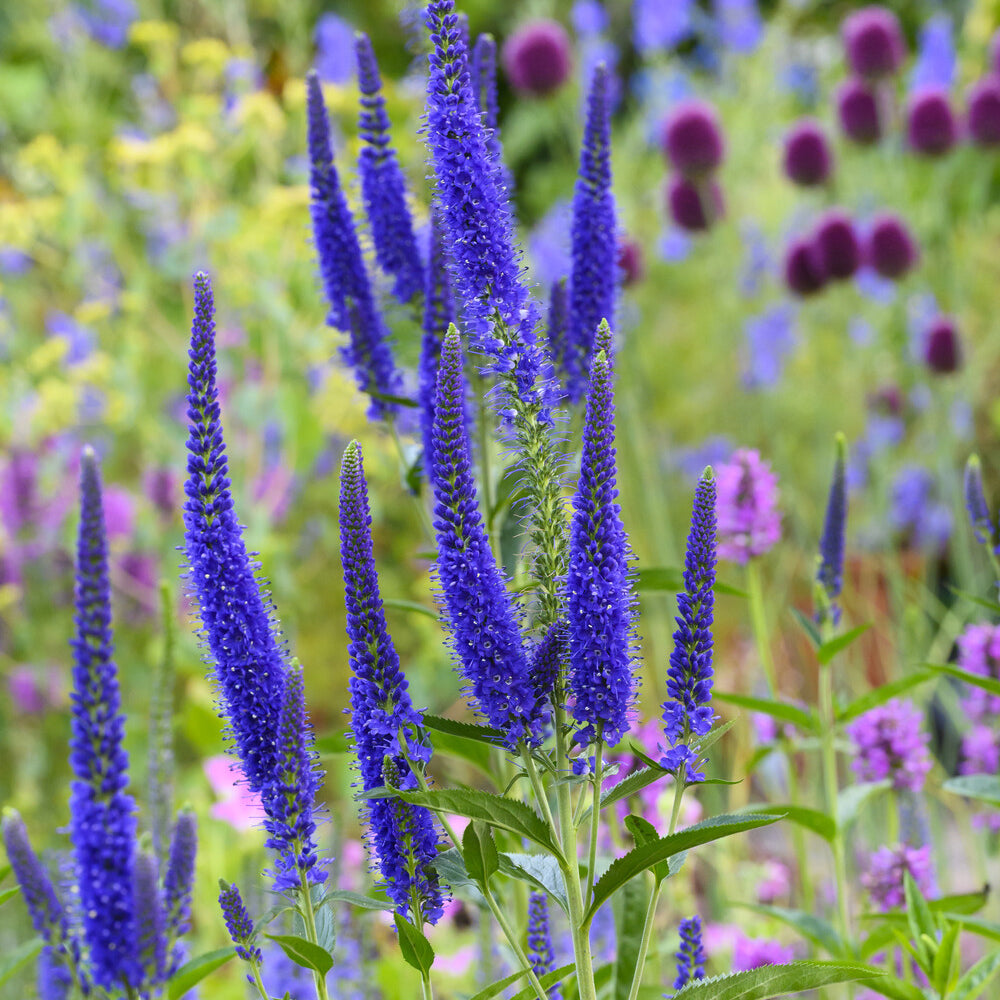 Bakker Véronique Marietta vivace pot Ø 9cm fleur violette