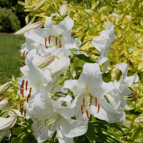 Bakker Lis oriental Casa Blanca 3 bulbes blanc parfumé