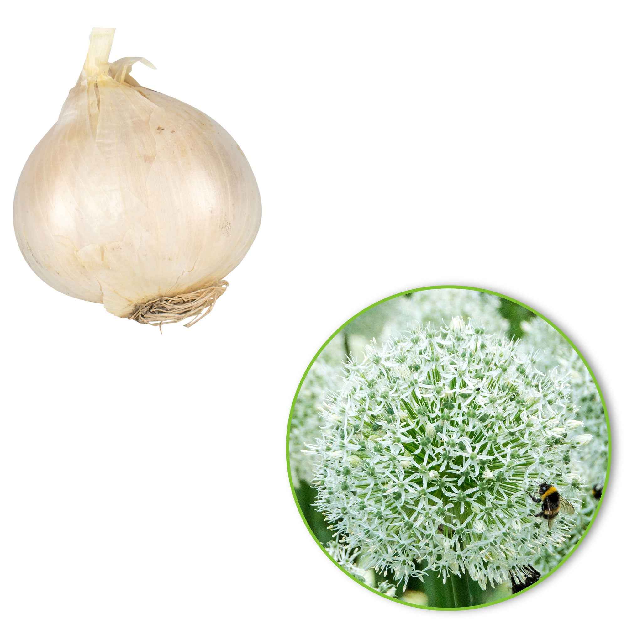 Bakker Allium Mount Everest bulbes sachet 2 blanc