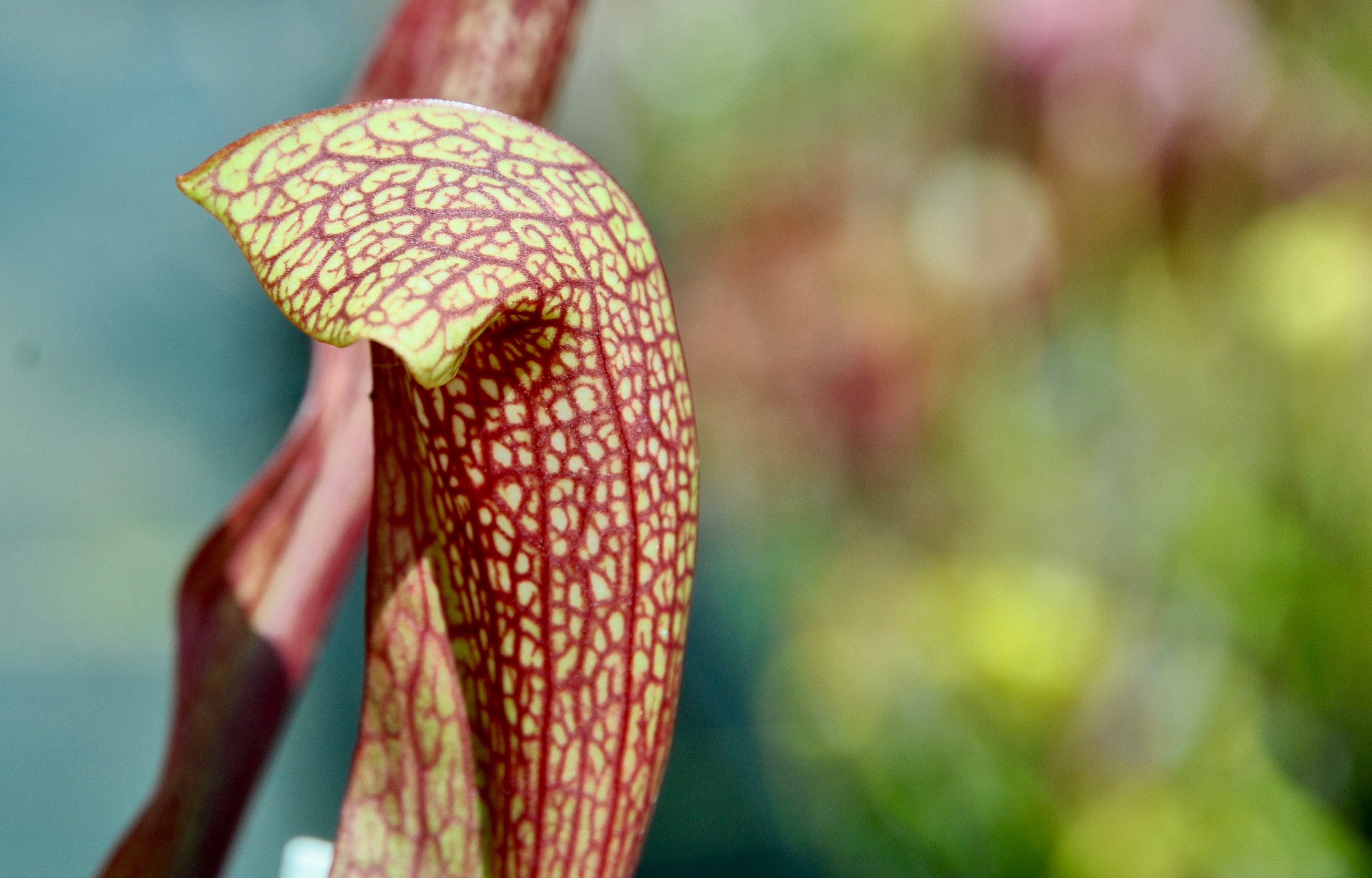 Carniflore Sarracenia Dixie Lace plante carnivore adulte 1 pied