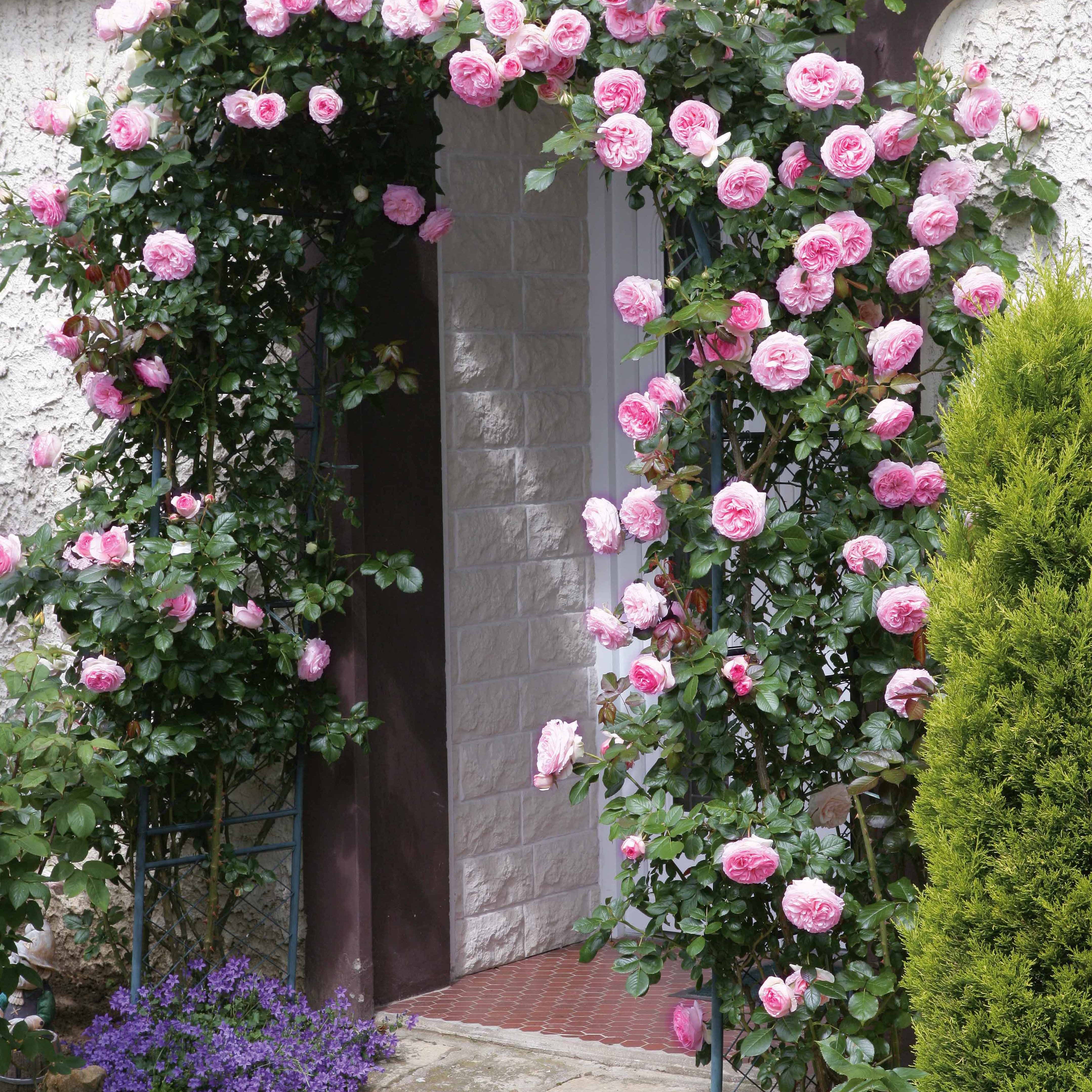 Bakker Rosiers Pierre de Ronsard rosier grimpant pot 4L rose