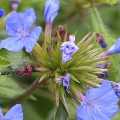 Bakker Plumbago Forest Blue vivace pot 9cm bleu