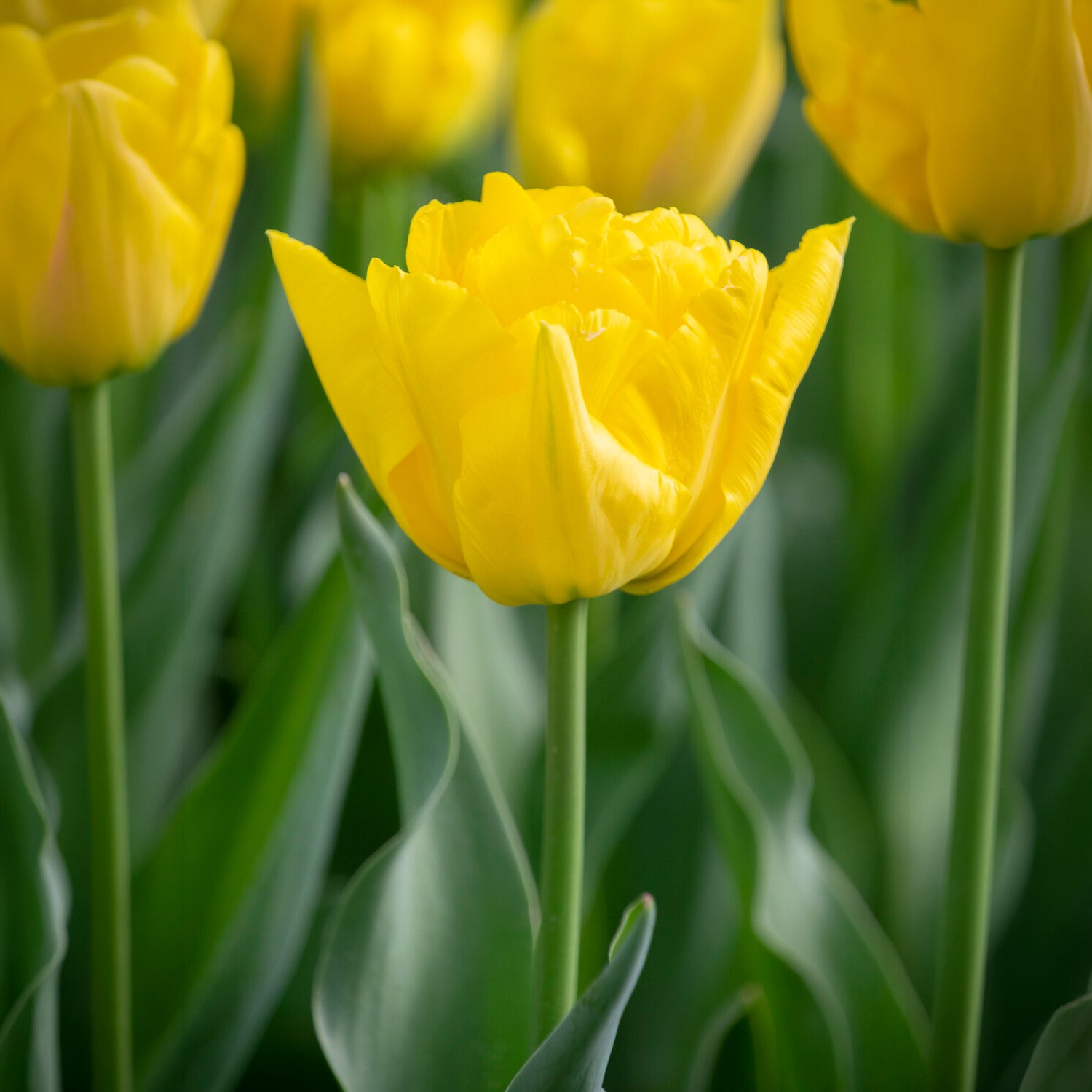 Bakker Marie Jo tulipe double hâtive 7 bulbes jaune