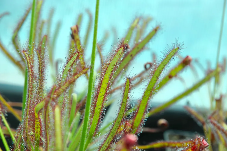 Carniflore Drosera capensis Vogelgat plante carnivore adulte