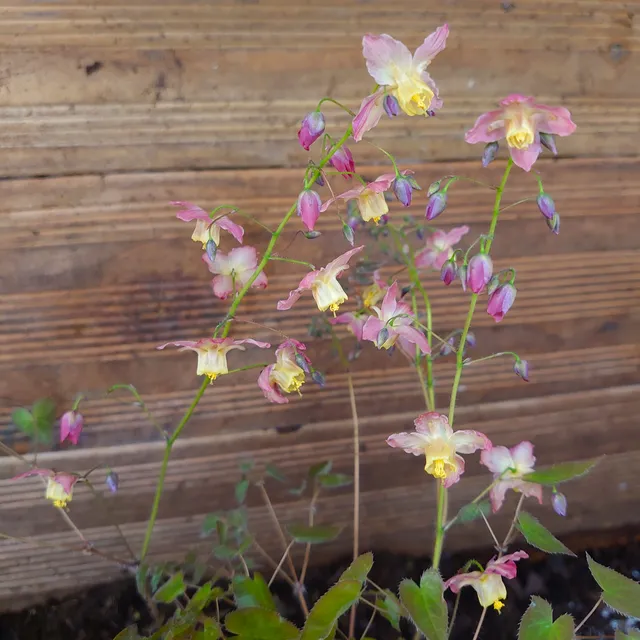 Passion Vivaces Epimedium versicolor Cupreum plante vivace pot 1L ombre