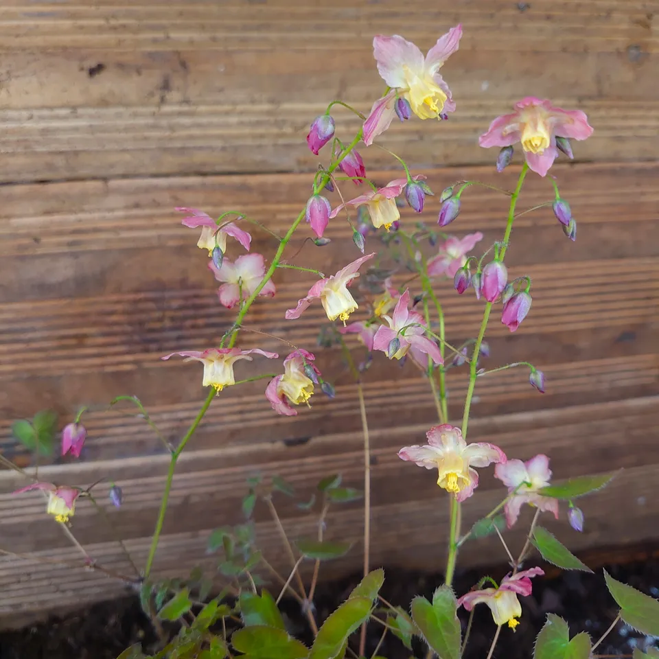Passion Vivaces Epimedium versicolor Cupreum plante vivace pot 1L ombre