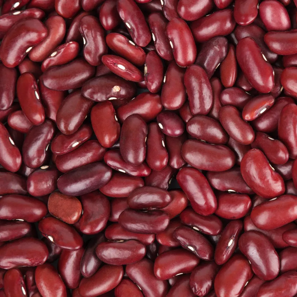 Bakker Haricot rouge graines sachet 100g à écosser