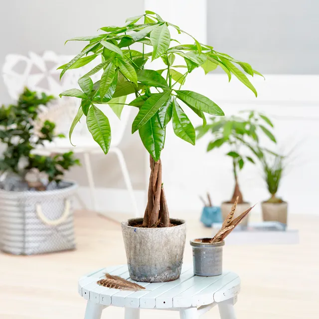 Bakker Pachira Aquatica Arbre à argent Pot 17cm