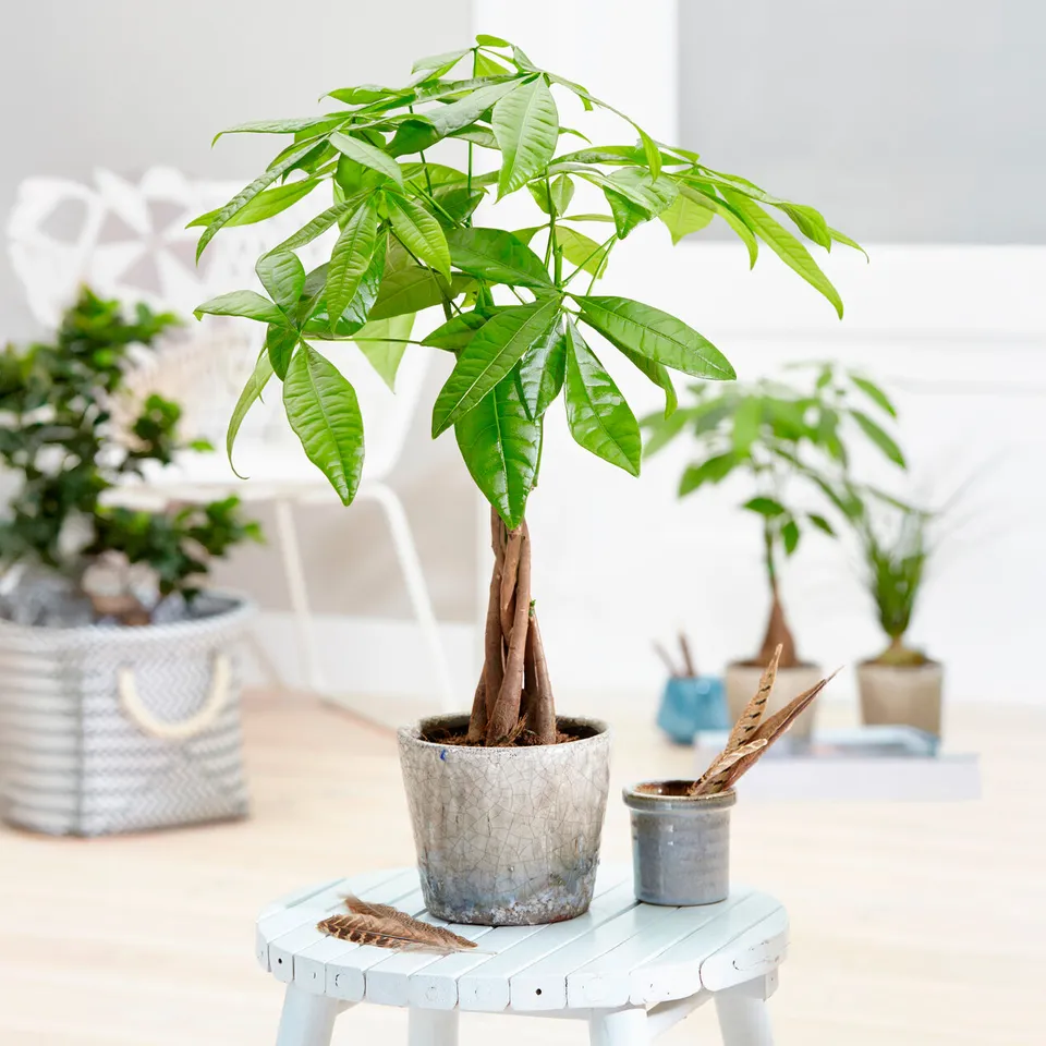 Bakker Pachira Aquatica Arbre à argent Pot 17cm