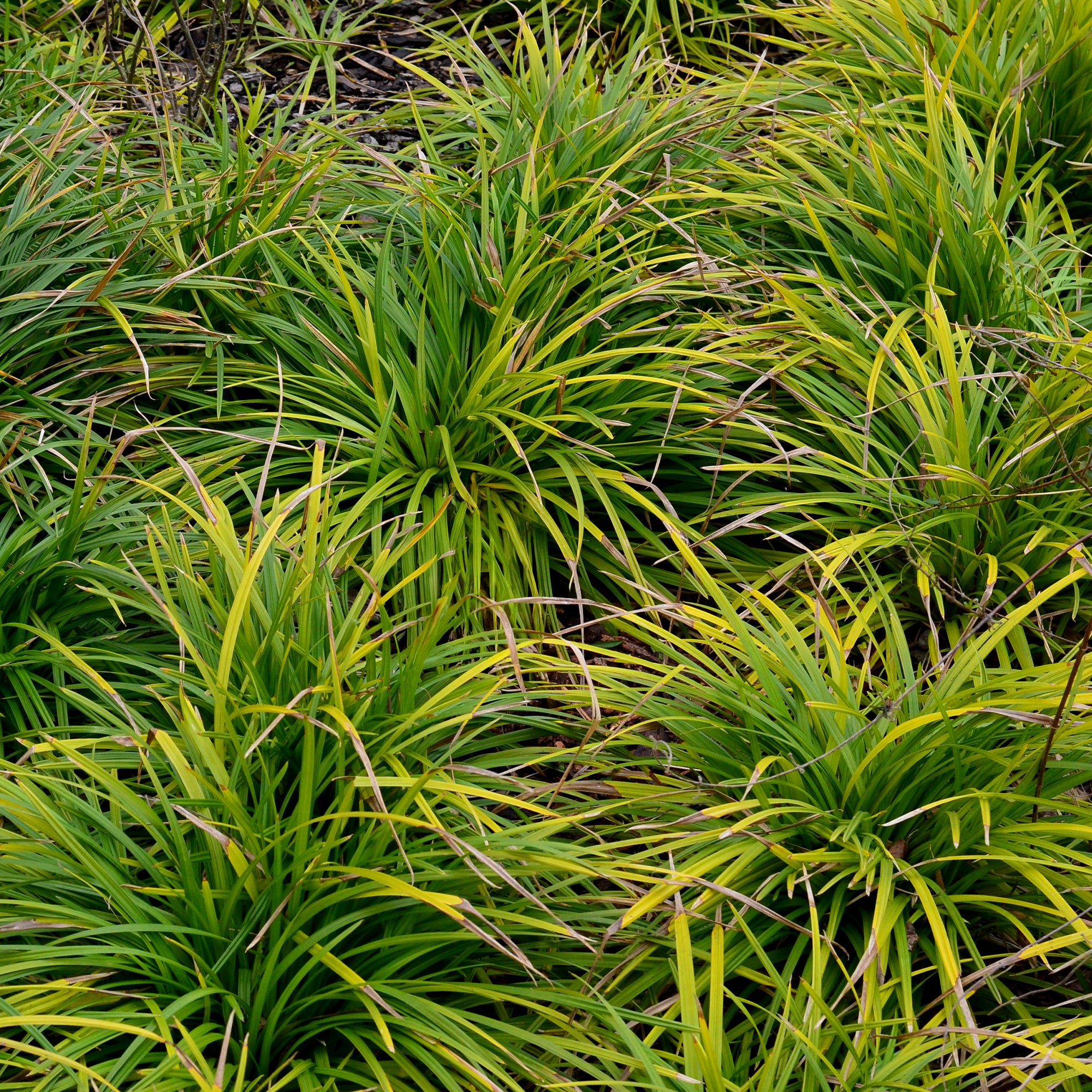 Bakker Laiche Oshima Carex 2 pots 9cm panaché mi-ombre
