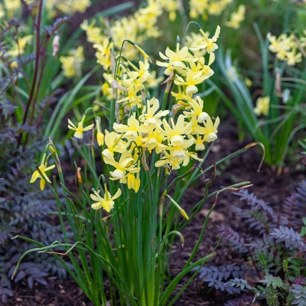 Bakker Hawera Narcisses 10 bulbes fleur jaune parfumée