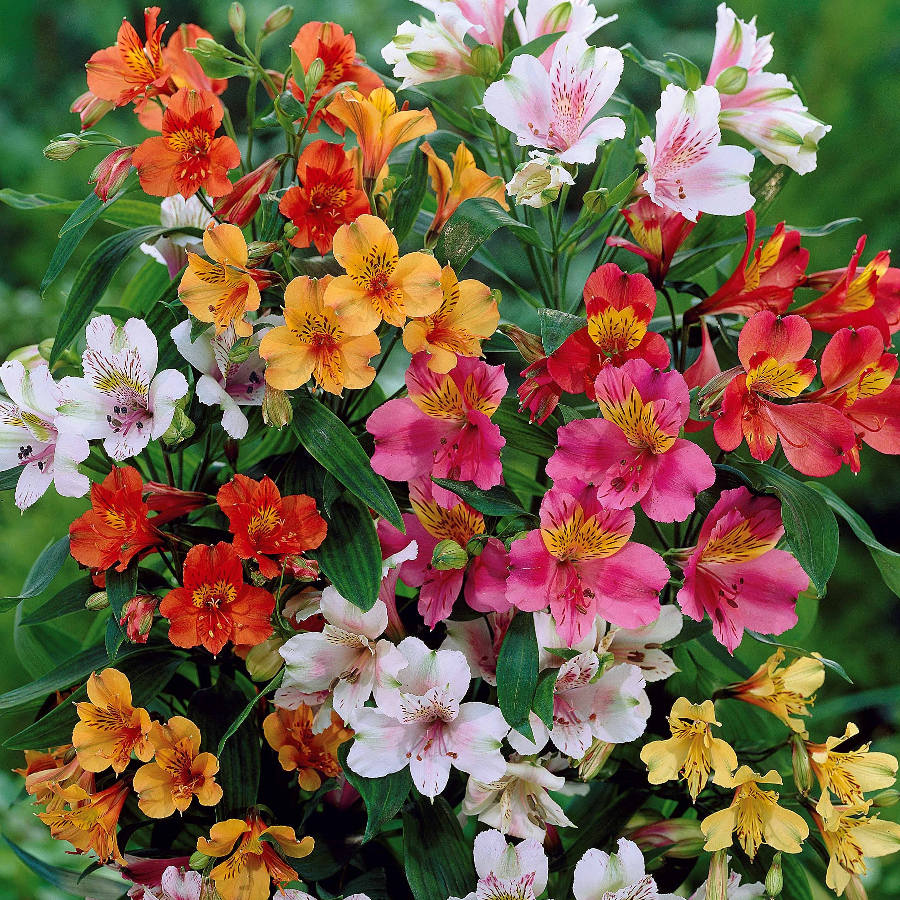 Bakker Lys des Incas plante vivace 3 racines nues mélange
