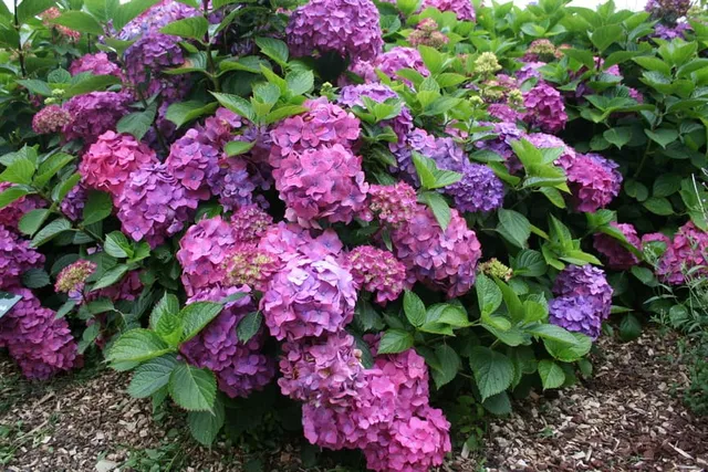 Les Hortensias du Haut Bois Arthur Billard hortensia macrophylla boule
