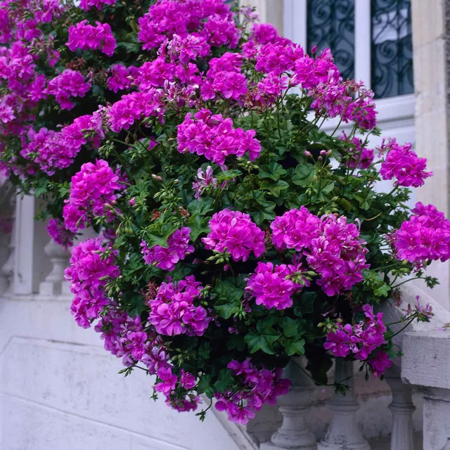 Bakker Géranium zonale Dark Lilac fleur balcon 3 pots lilas
