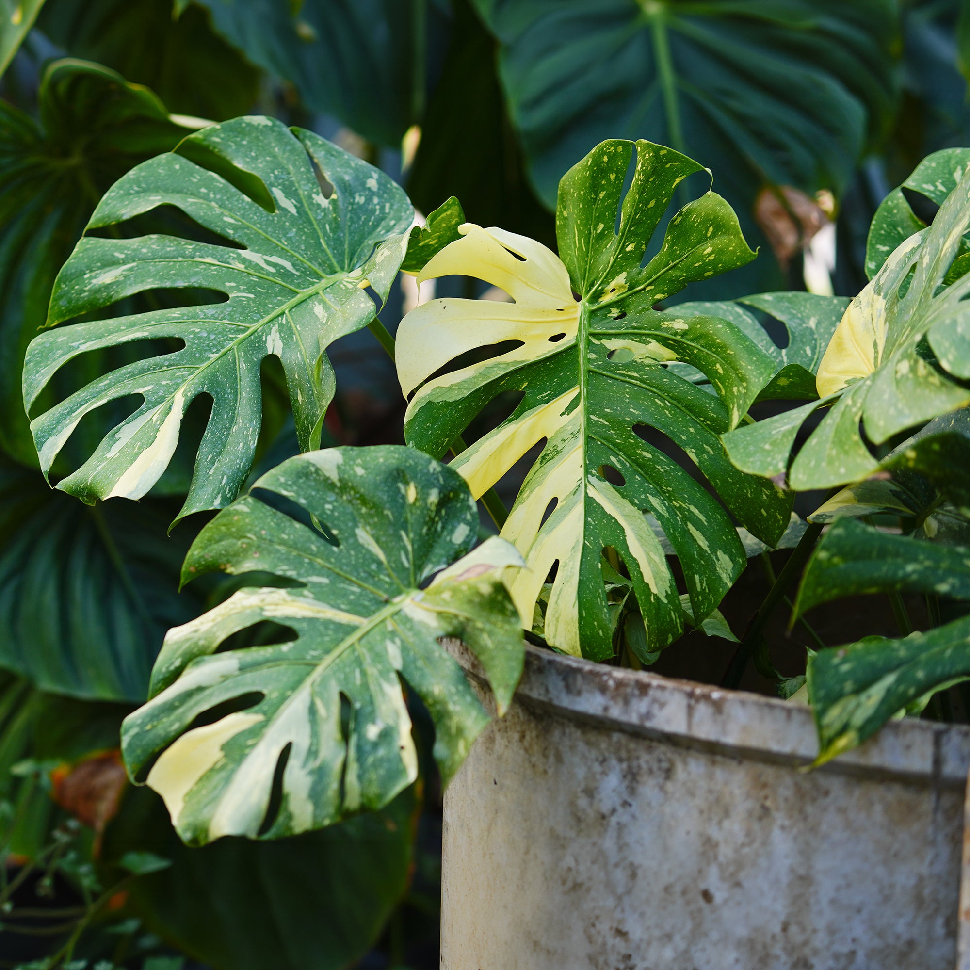 Bakker Thai Constellation monstera intérieur pot 12cm panaché