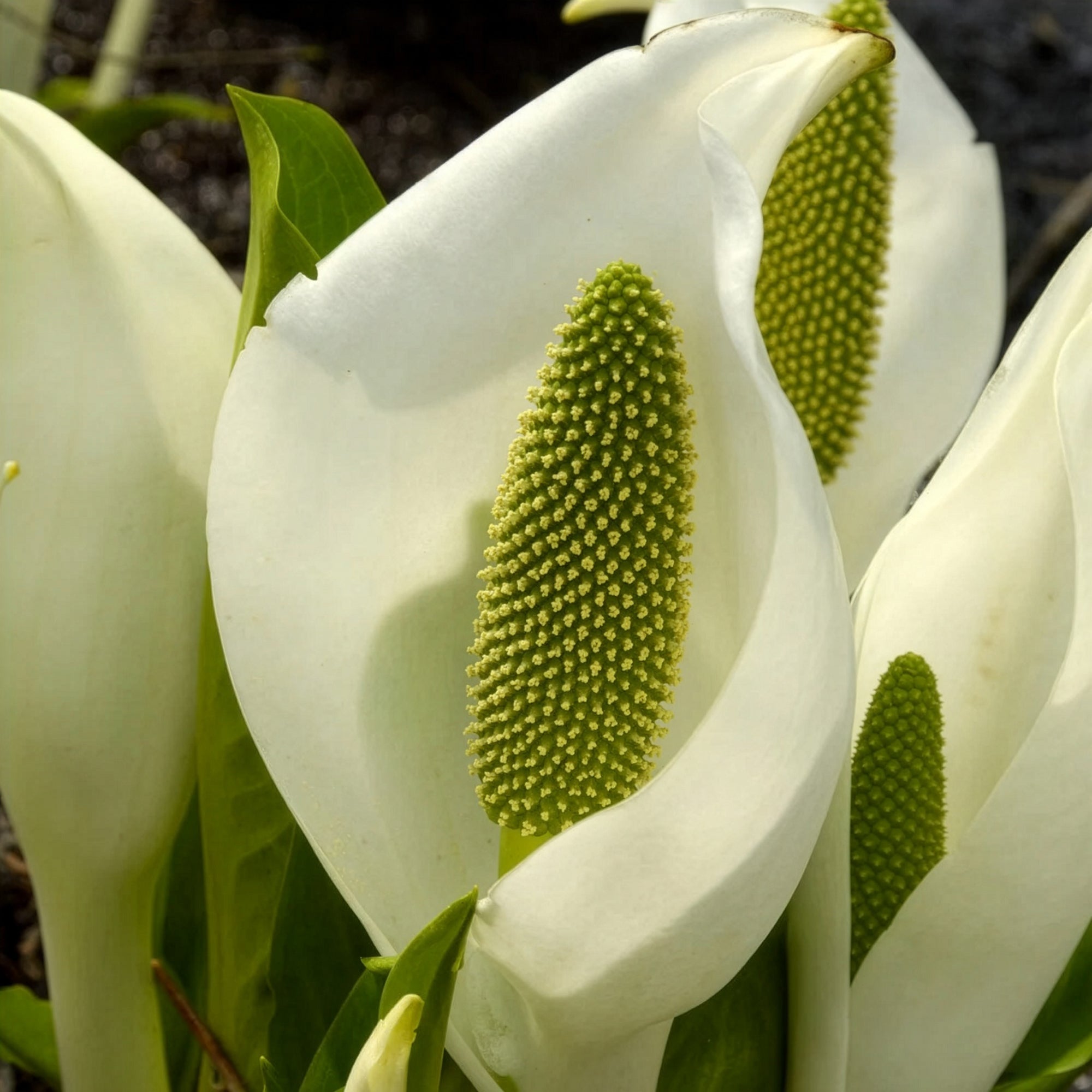 Bakker Plantes de bassin Arum bananier blanc pot 9cm