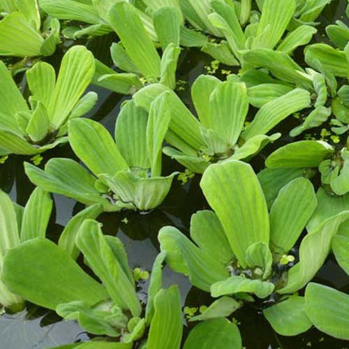Bakker Laitue d'eau Pistia plante flottante bassin pot 9cm