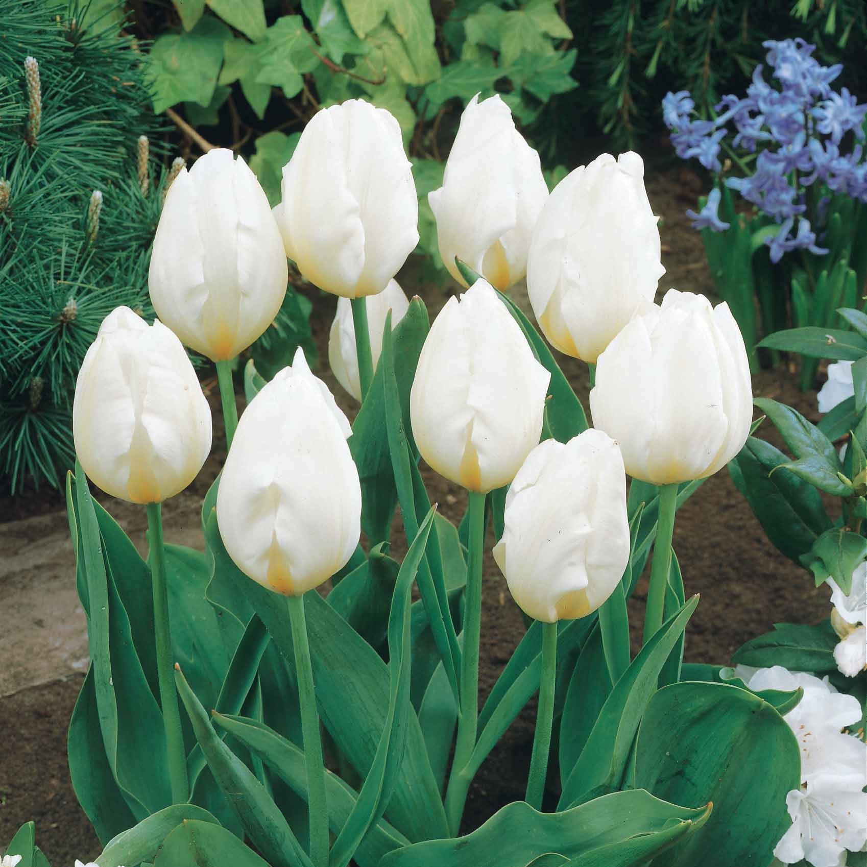 Bakker Bulbes à fleurs Tulipes longues tiges blanches 5 bulbes blancs