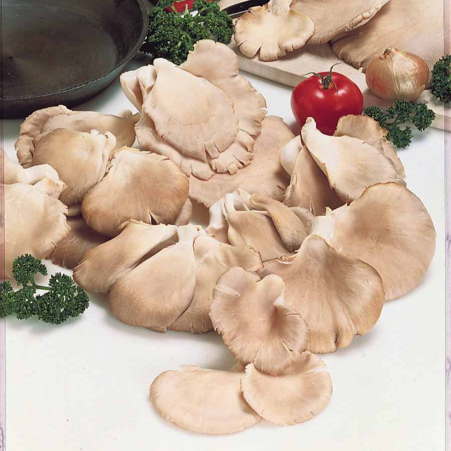Bakker Kit Pleurote champignon kit 7,5L intérieur