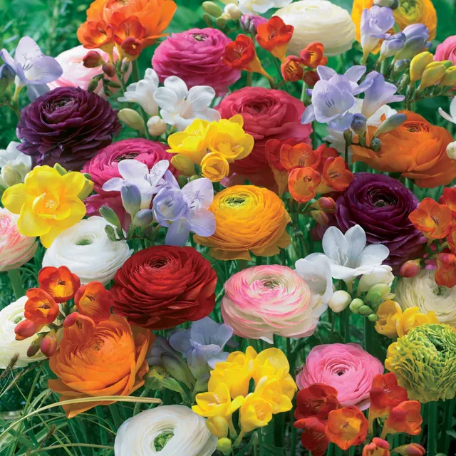 Bakker Freesias Renoncules bulbes mélange 20 bulbes