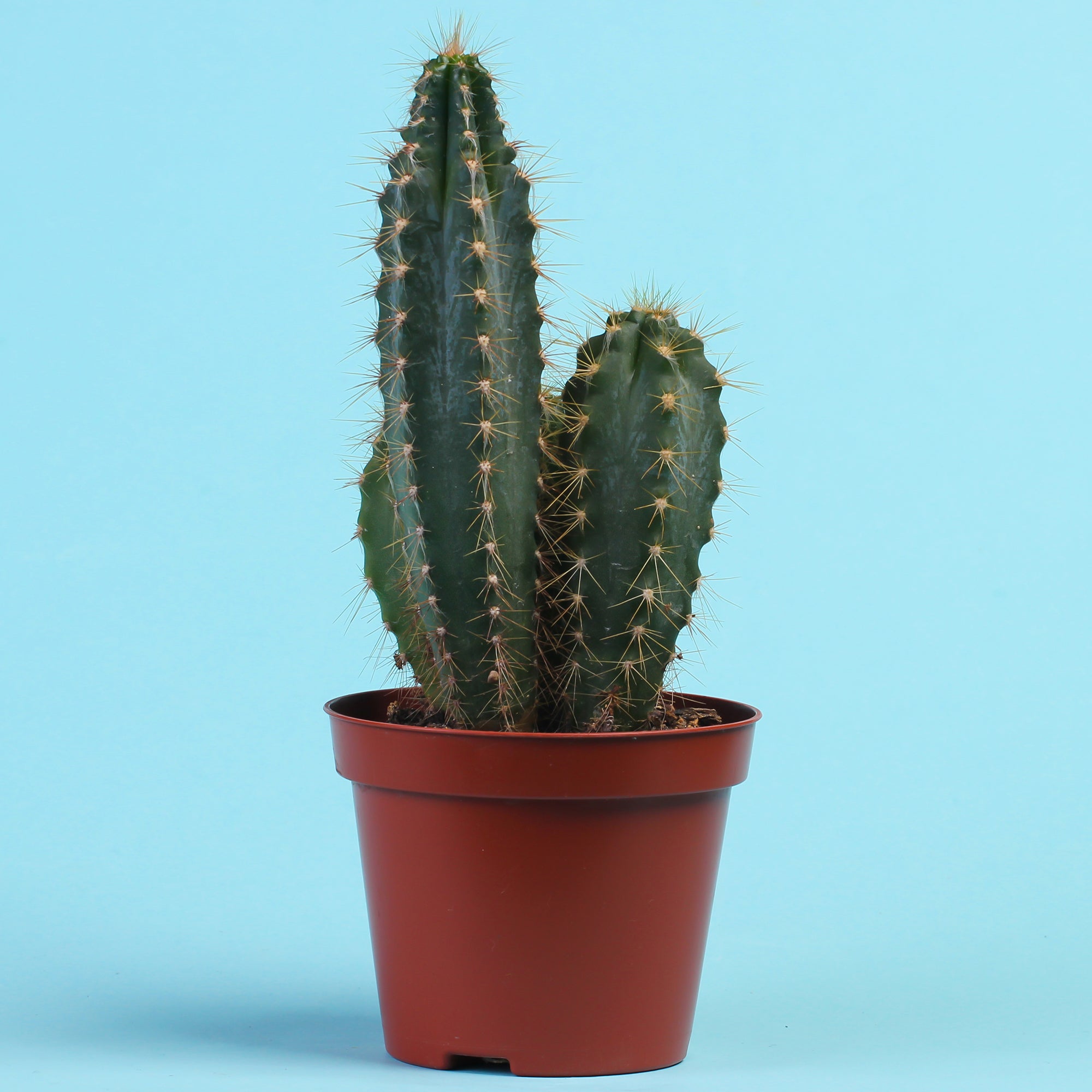 Bakker Polaskia Chichipe cactus pot Ø12cm fruits comestibles