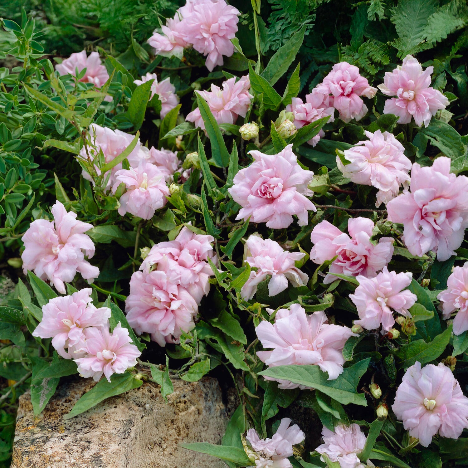 Bakker Liseron du Japon plante grimpante 1,5L rose double