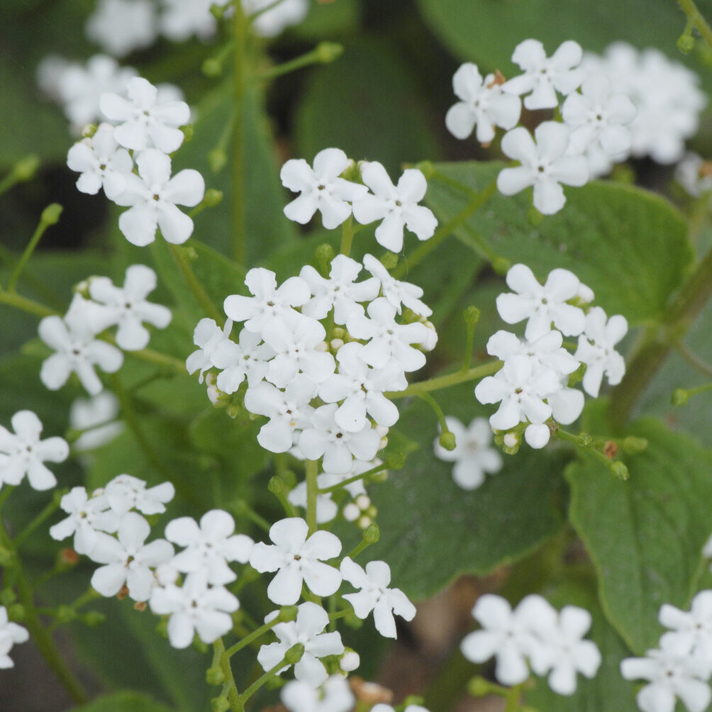 Bakker Myosotis Betty Bowring vivace pot 9cm fleurs blanches