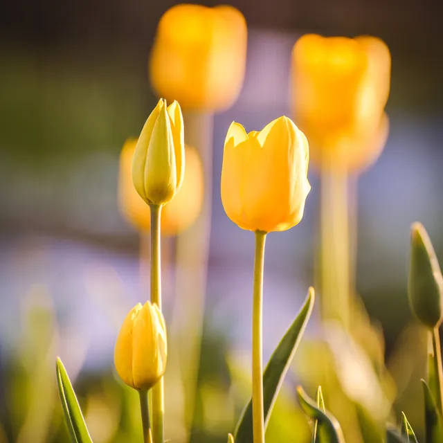 Bakker Tulipes longues tiges jaunes bulbes sachet 5 coupe