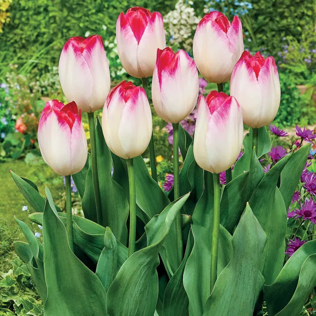 Bakker Supri Erotic tulipe rose 10 bulbes 11cm+