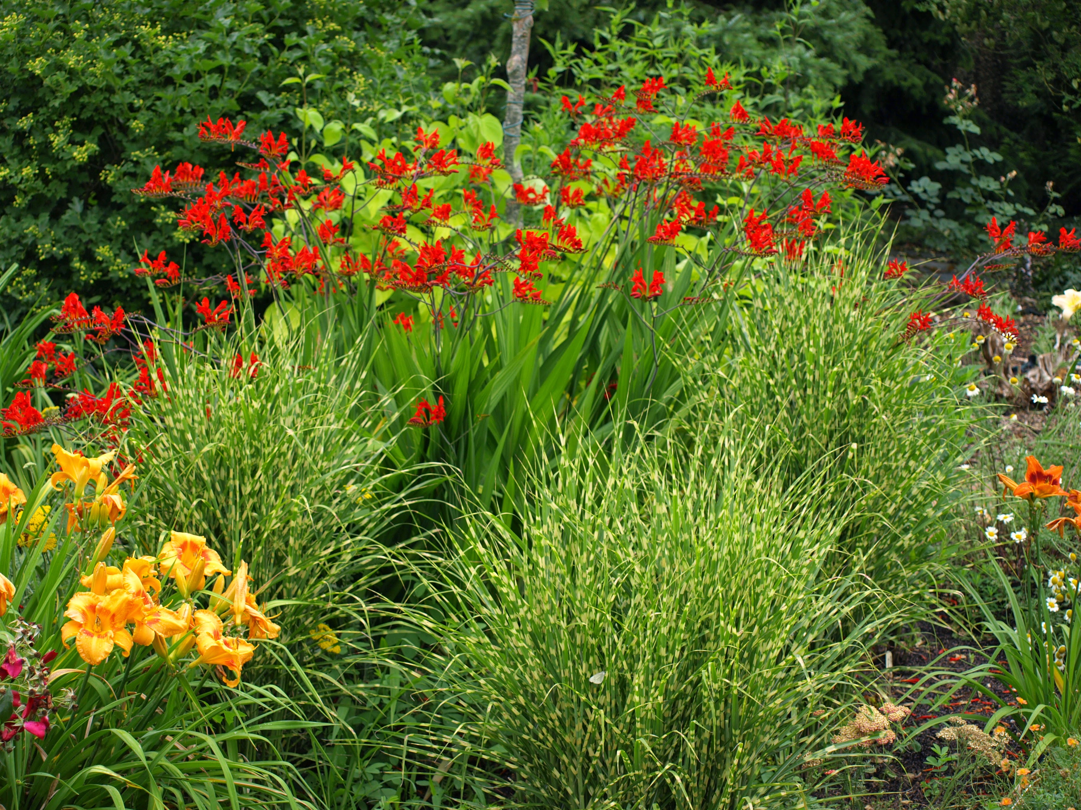 Passion Vivaces Crocosmia Lucifer plante vivace godet rouge