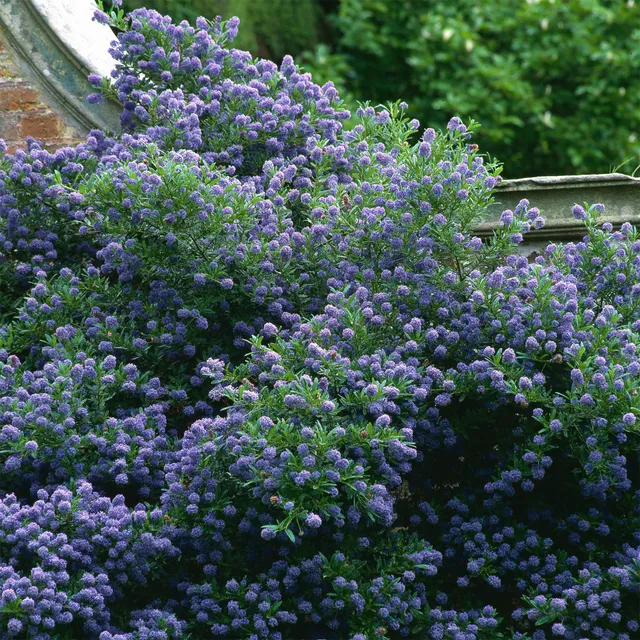 Bakker Autumnal Blue céanothe arbuste 1L bleu