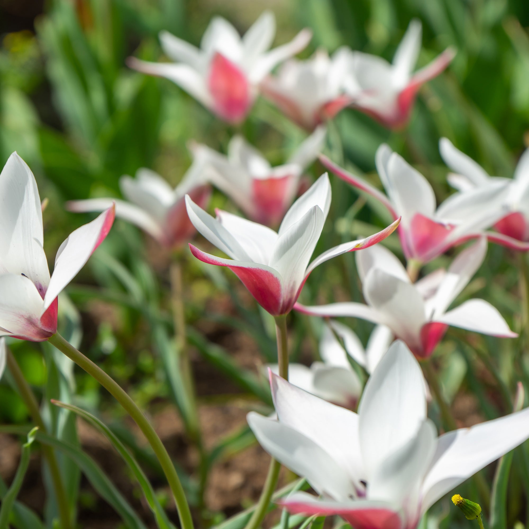 Bakker Peppermint Stick tulipe 12 bulbes rouge blanc