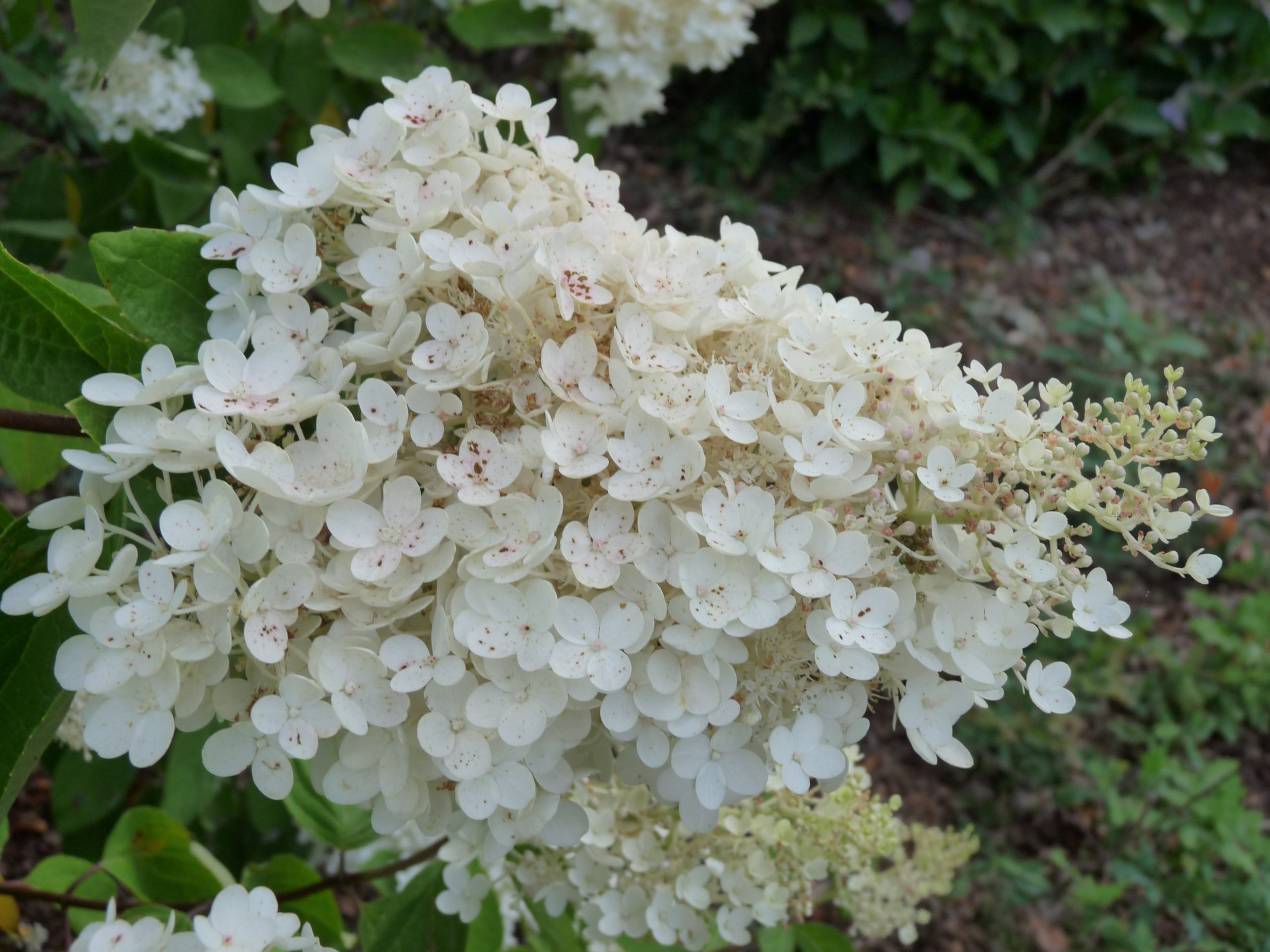 Les Hortensias du Haut Bois Grandiflora hortensia paniculata godet