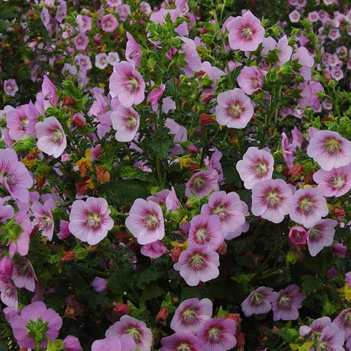 Bakker Mauve du Cap Miss Pinky fleur rose pot 1,3L 15-20cm