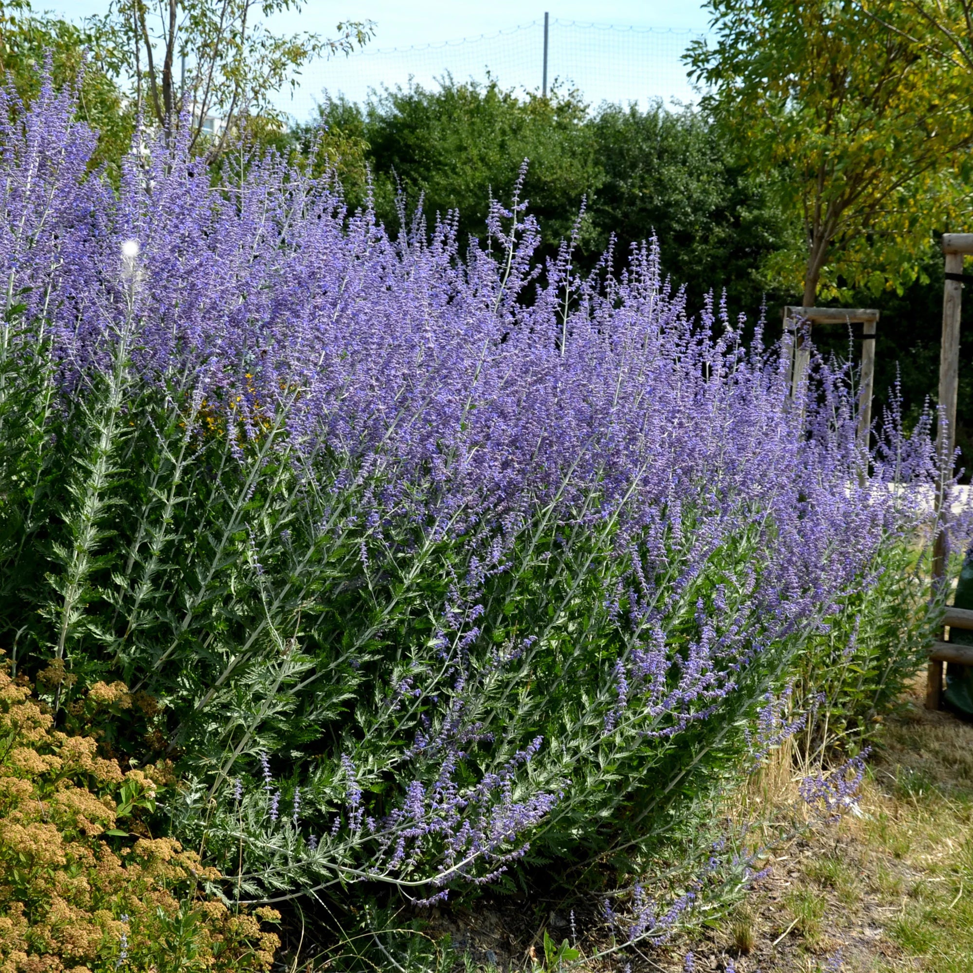 Bakker 5 Vivaces massif ensoleillé plante jardin 5 pots Ø9cm