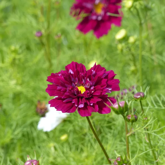 Bakker Cosmos Double Click Cranberries graines fleurs violet 50 graines