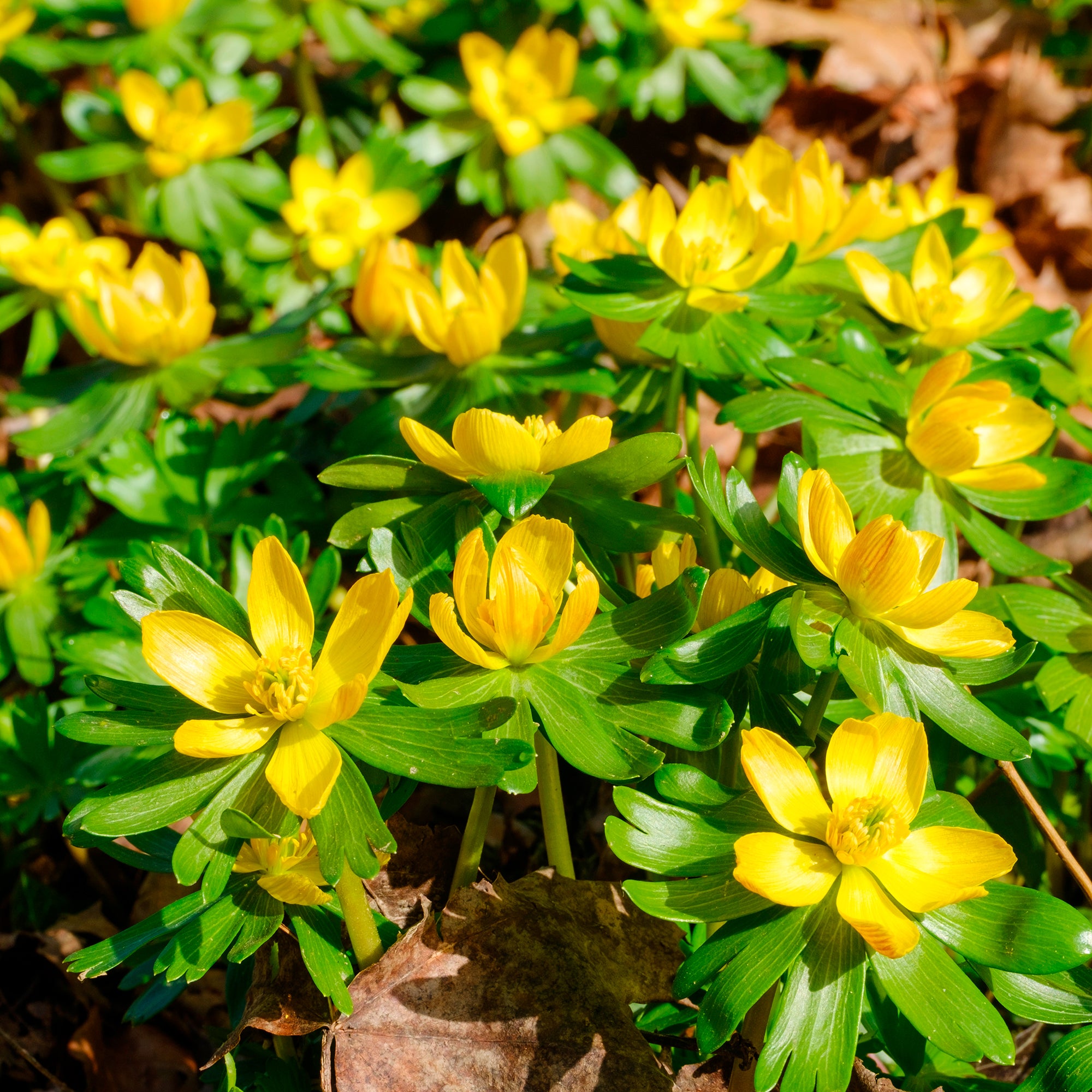 Bakker Helléborines plante bulbe sachet 10 bulbes fleurs jaunes