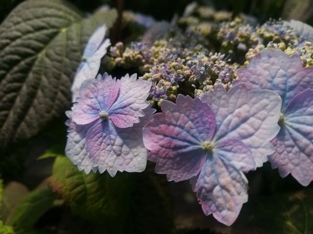 Yesoensis hortensia serrata godet fleurs plates