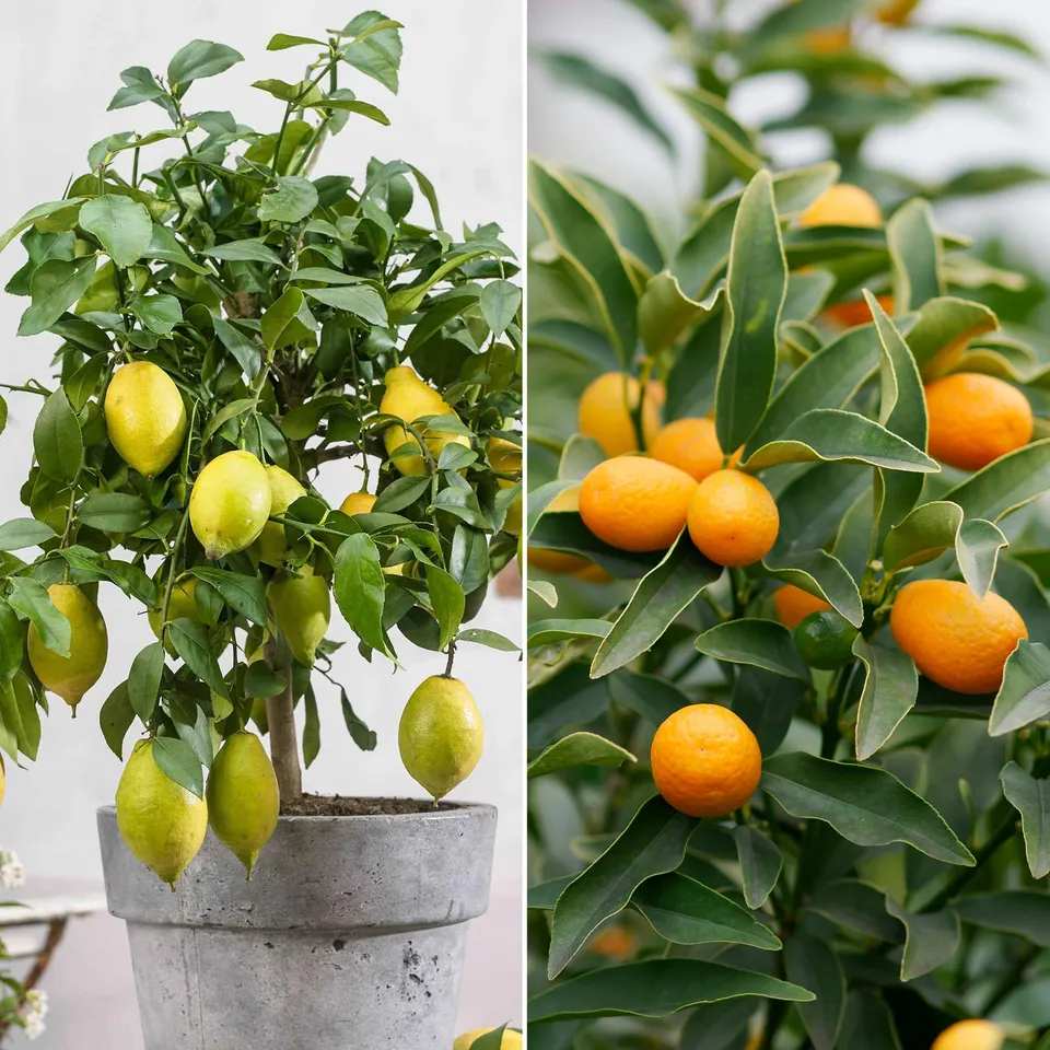 Bakker Collection Kumquat Citronnier fruitiers 2 pots 14cm