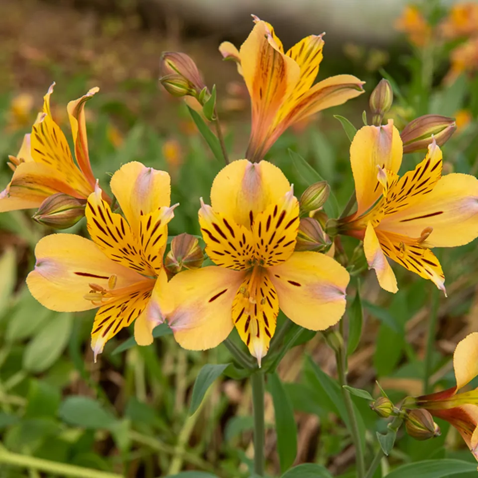 Bakker Lys Incas Duc d'Anjou Nicolas vivace pot 9cm jaune