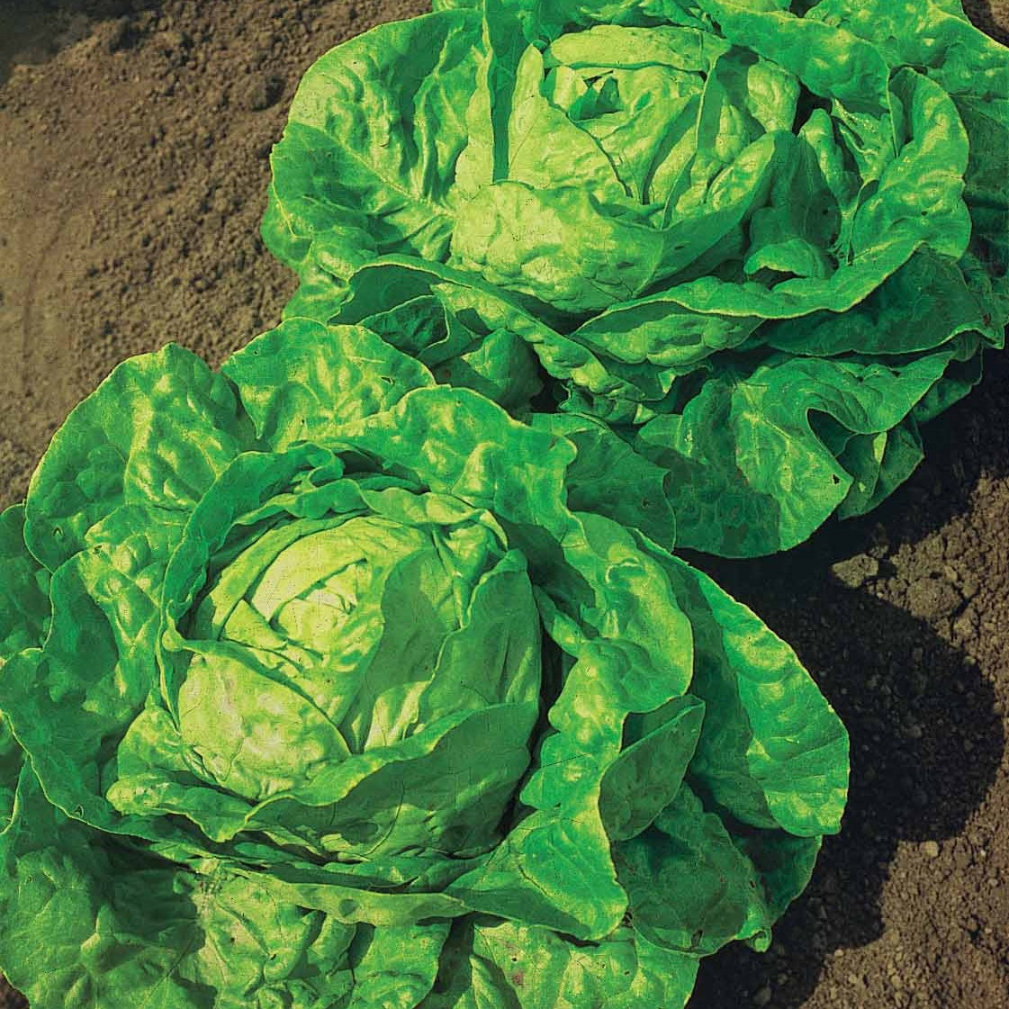 Bakker Potager Laitue Grosse blonde paresseuse sachet 3g 2250 graines